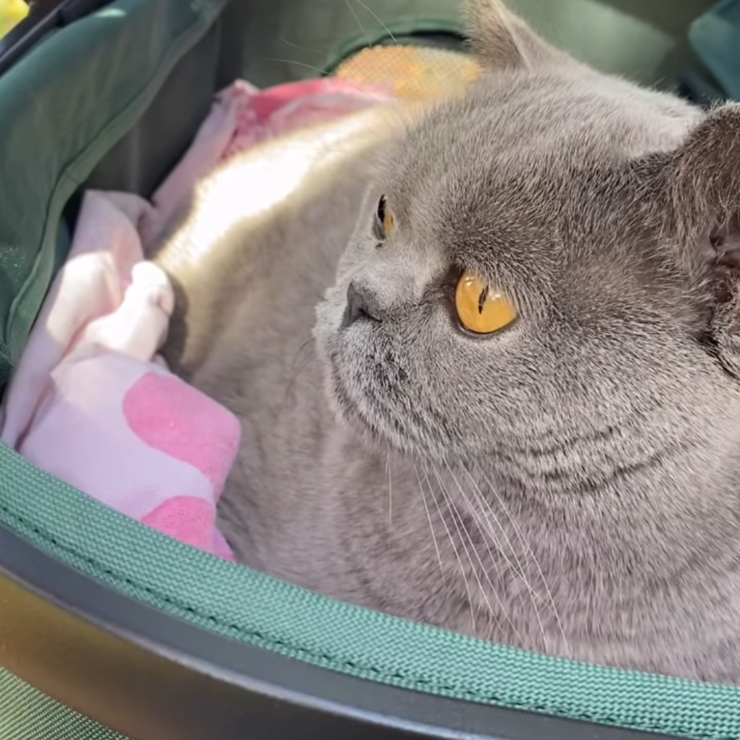 Sunoxyd Fur King Jogger Dog Pram